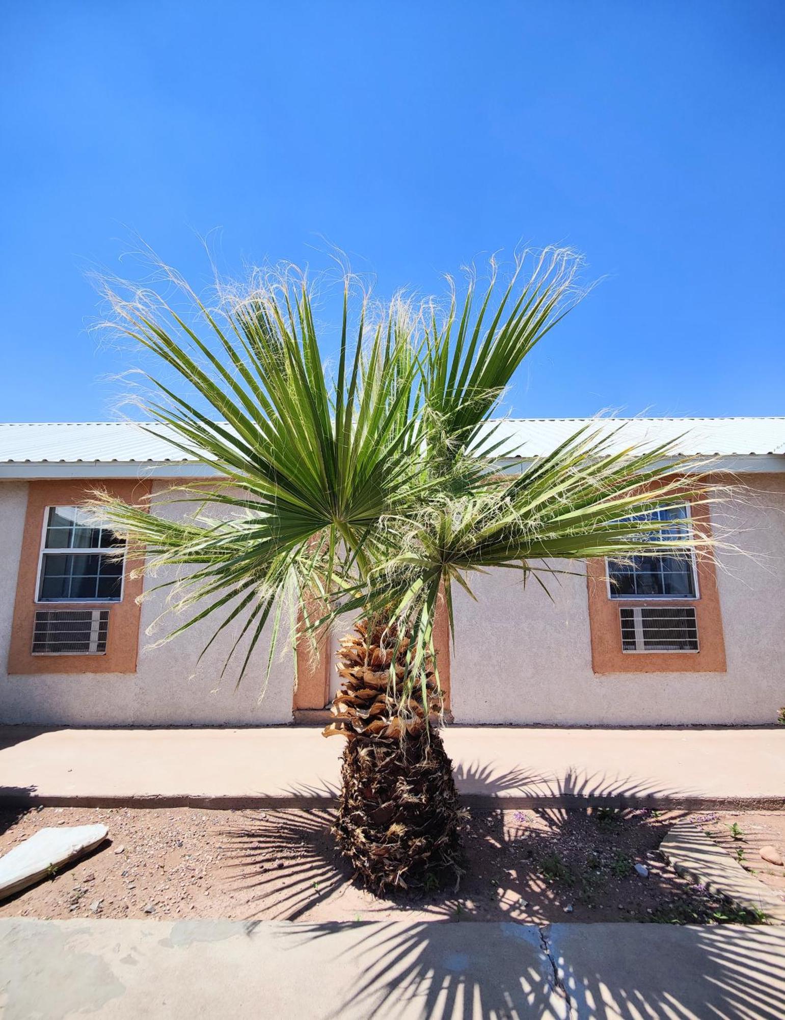 Desert Inn Van Horn Exterior foto